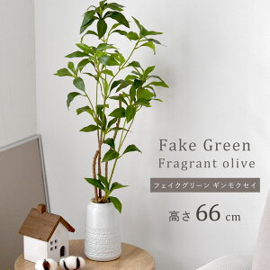 CeAO[ MNZC 66cm i` i`CeA tFCNO[ ϗtA lHϗtA ~j tFCN CeA A  ͂Ȃ  킢