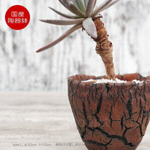 픫 Aؔ ~j|bg ꌊ A[X  L 10cm {   킢 v^[ | ϗtA AKx T{e rU[vc 򍪐A R[fbNX A ӂ