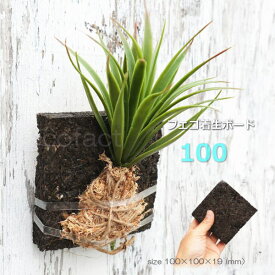 観葉植物 吊り下げ ハンギング 壁掛け コウモリラン 板付け ビカクシダ 板 ヘゴ代用品 フェゴ 養生 ボード100 活着 養生 洋ラン エアプランツ デンドロビューム カトレア セッコク 園芸資材