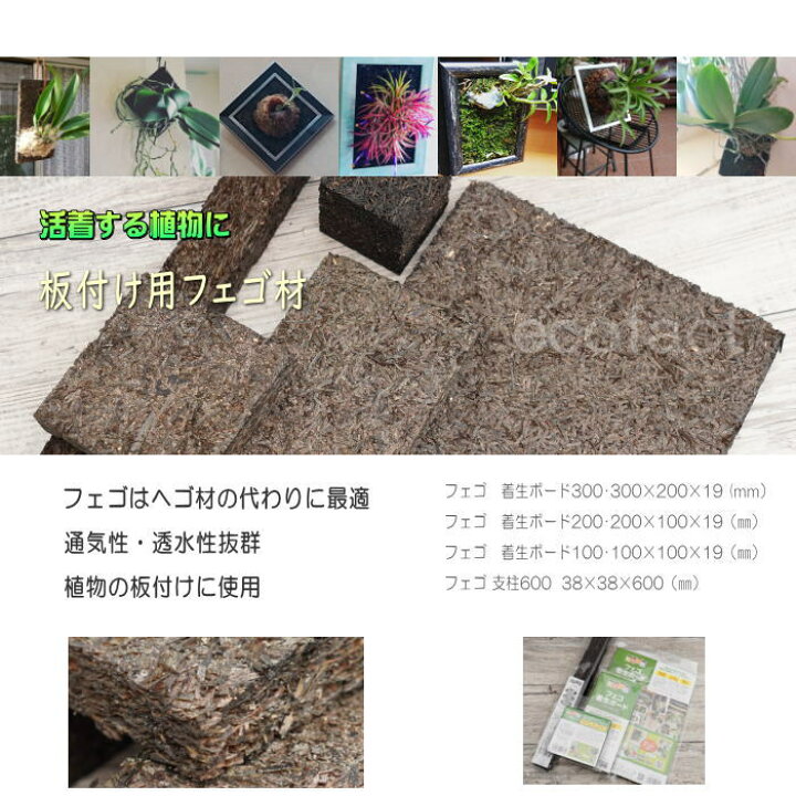 楽天市場 コウモリラン 板付け ビカクシダ 板 ヘゴ代用品 フェゴ 養生 ボード0 活着 養生 洋ラン エアプランツ デンドロビューム カトレア セッコク 観葉植物 園芸資材 大人の趣味空間