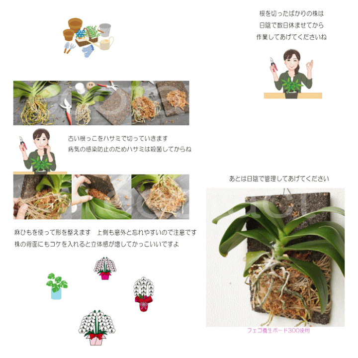 楽天市場】観葉植物 吊り下げ ハンギング 壁掛け コウモリラン 楽天市場】観葉植物 吊り下げ ハンギング 壁掛け コウモリラン