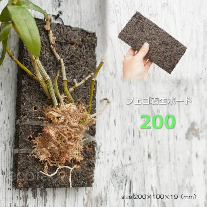 楽天市場 コウモリラン 板付け ビカクシダ 板 ヘゴ代用品 フェゴ 養生 ボード0 活着 養生 洋ラン エアプランツ デンドロビューム カトレア セッコク 観葉植物 園芸資材 大人の趣味空間 楽天市場 コウモリラン 板付け ビカクシダ 板 ヘゴ代用品 フェゴ 養生 ボード0 活着 養生 洋ラン エアプランツ デンドロビューム カトレア セッコク 観葉植物 園芸資材 大人の趣味空間