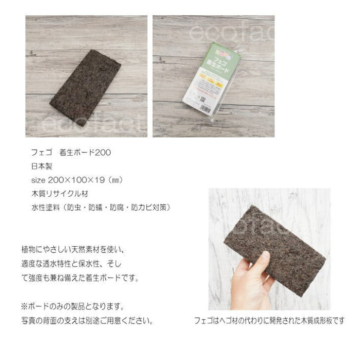 楽天市場 コウモリラン 板付け ビカクシダ 板 ヘゴ代用品 フェゴ 養生 ボード0 活着 養生 洋ラン エアプランツ デンドロビューム カトレア セッコク 観葉植物 園芸資材 大人の趣味空間