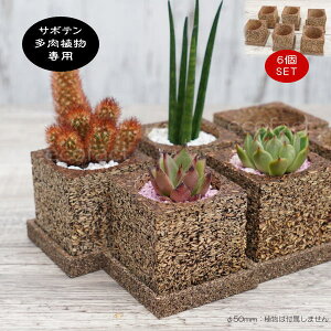 6個セット 多肉植物 サボテン 専用 ポット 鉢 かわいい ウッディポット キューブ60 おしゃれ プランター 木製 植木鉢 エケベリア ガーデニング