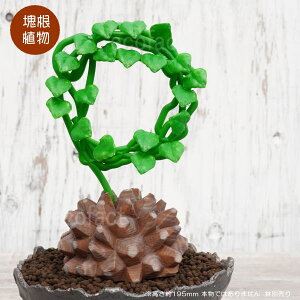 tFCNO[ 3D tBMA Tb ی^ MTCY 195mm LbREE I[ig  lHϗtA ǌ`   ` 򍪐A R[fbNX A  K[fjO G