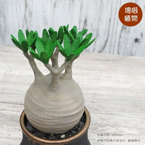 tFCNO[ 3D tBMA pL|fBE OLX m[} MTCY 145mm I[ig  lHϗtA ǌ`   ` 򍪐A R[fbNX A  K[fj