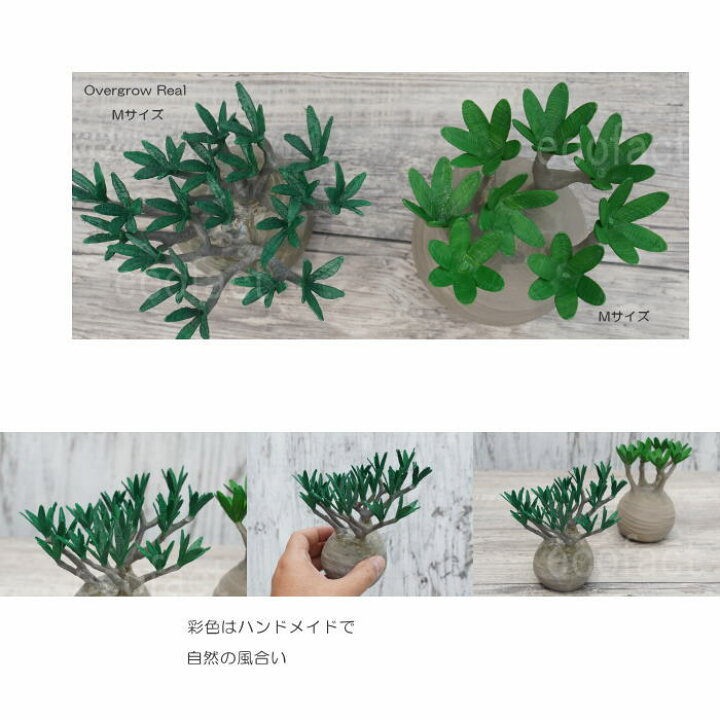 楽天市場】フェイクグリーン 3D フィギュア パキポディウム グラキリス 