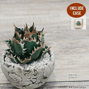 tFCNO[ 3D tBMA AKx `^m^ bhLbgEB[Y STCY t 75mm I[ig  lHϗtA  ǌ`   ` 򍪐A R[fbNX A