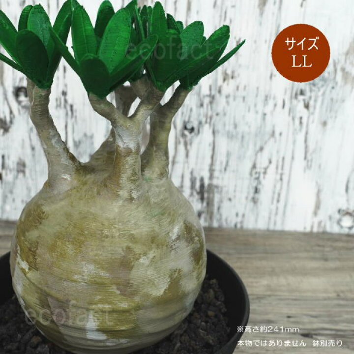 楽天市場】フェイクグリーン 3D フィギュア パキポディウム グラキリス 