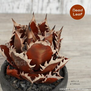 tFCNO[ 3D tBMA AKx `^m^ bhLbgEB[Y fbh[t MTCY 125mm I[ig  lHϗtA  ǌ`   ` 򍪐A R[fbNX 