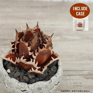 tFCNO[ 3D tBMA AKx `^m^ bhLbgEB[Y fbh[t STCY t75mm I[ig  lHϗtA  ǌ`   ` 򍪐A R[fb