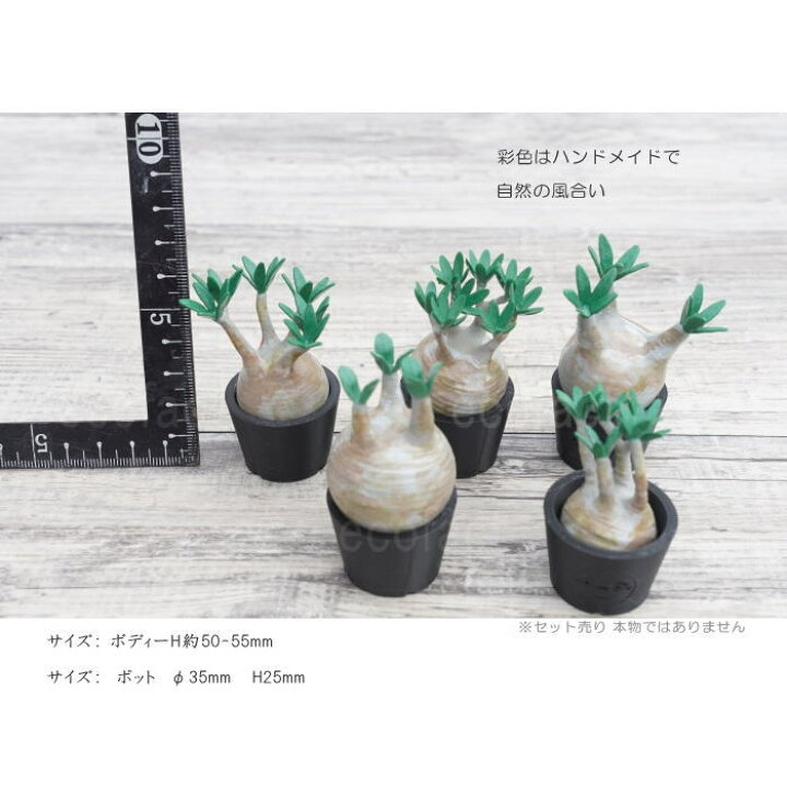 楽天市場】3D フィギュア ミニチュア 5セット リアル パキポディウム 