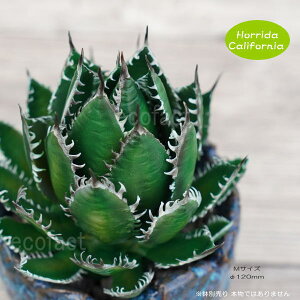 tFCNO[ 3D tBMA AKx z_ JtHjA MTCY I[ig  lHϗtA  ǌ`   ` 򍪐A R[fbNX A  K[fjO 