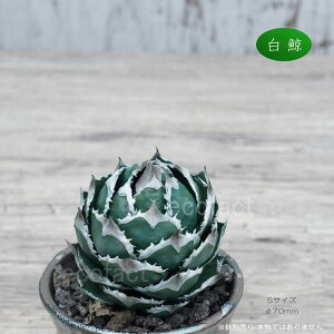 アガベ 白鯨の人気商品・通販・価格比較 - 価格.com