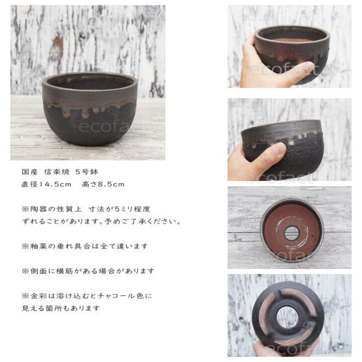 楽天市場】陶器鉢 植木鉢 5号 丸型 金彩 ゴールド/ブラック おしゃれ 