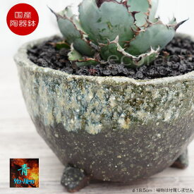 楽天市場 コーデック ス 植物の通販 楽天市場 コーデック ス 植物の通販