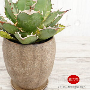 픫 Aؔ ~j|bg ꌊ Mt Xg[GbO 11cm  킢 v^[ | ϗtA AKx T{e rU[vc 򍪐A R[fbNX A