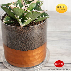 KXV_[|bg LRbp[  12.5m Aؔ MZbg  픫 AeB[N 킢 K[fG A T{e