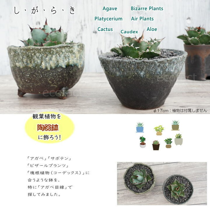 楽天市場 陶器鉢 植木鉢 F17cm 青窯変そり ブルー系 おしゃれ プランター 園芸鉢 かみ山陶器 信楽焼 観葉植物 アガベ サボテン ビザールプランツ 塊根植物 コーデックス 多肉植物 ポット 大人の趣味空間 楽天市場 陶器鉢 植木鉢 F17cm 青窯変そり ブルー系 おしゃれ プランター 園芸鉢 かみ山陶器 信楽焼 観葉植物 アガベ サボテン ビザールプランツ 塊根植物 コーデックス 多肉植物 ポット 大人の趣味空間
