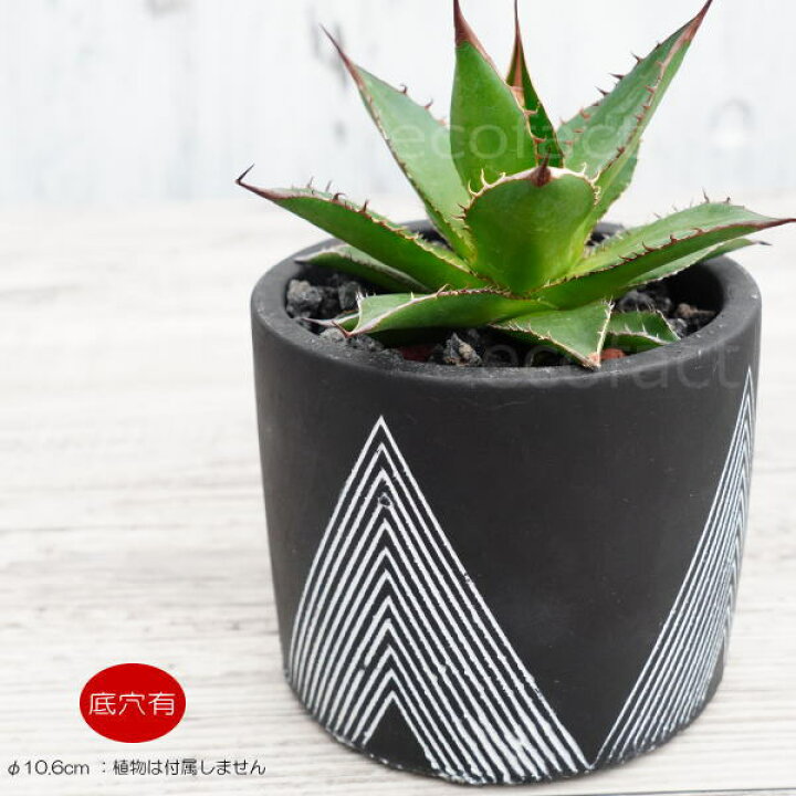 楽天市場 セメント鉢 植木鉢 ミニポット 底穴ありレオブラックs 黒 F10 6cm おしゃれ かわいい プランター 園芸鉢 観葉植物 アガベ サボテン ビザールプランツ 塊根植物 コーデックス 多肉植物 大人の趣味空間 楽天市場 セメント鉢 植木鉢 ミニポット 底穴ありレオブラックs 黒 F10 6cm おしゃれ かわいい プランター 園芸鉢 観葉植物 アガベ サボテン ビザールプランツ 塊根植物 コーデックス 多肉植物 大人の趣味空間