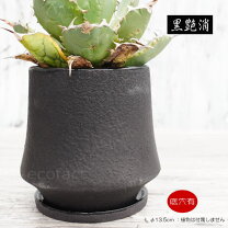 楽天市場】アガベ 多肉植物（サイズ（植木鉢）4 ～ 6号）の通販