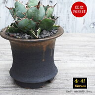 かっこいい 植木鉢 おしゃれ 陶器鉢 5号 そり型 室内 底穴あり サナ無し 金彩高足 ブラック φ15cm かみ…