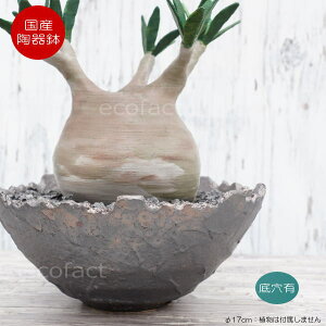 픫 Aؔ ~j|bg ꌊ BUNGA POT NE ^ ijK^bN 17cm  킢 v^[ q Lc | ϗtA AKx T{e rU[vc 