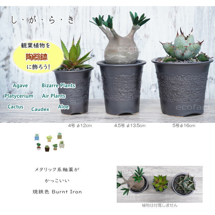 価格は安く アガベ陶器鉢 植木鉢 塊根植物 二点セット 植物/観葉植物