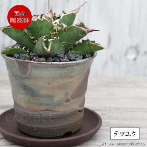 픫 Aؔ  ꌊ Sւ[iK^j11cm Mt  v^[ | Myāi炫₫jݎR R[fbNX 򍪐A