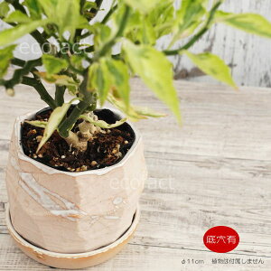 Aؔ  픫 t[|bg ~j|bg ꌊ JOtB 11cm v^[ | ϗtA A MѐA AbVOC AOIl} JeA