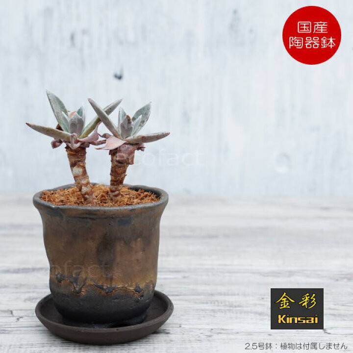 楽天市場】陶器鉢 植木鉢 2.5号 受皿付き 中深型 金彩 ゴールド  