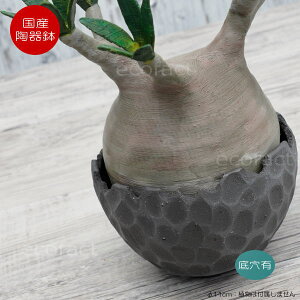 픫 Aؔ ~j|bg ꌊ BUNGA POT J[rO ubNij  11cm  킢 v^[ q Lc | ϗtA AKx T{e rU[vc 