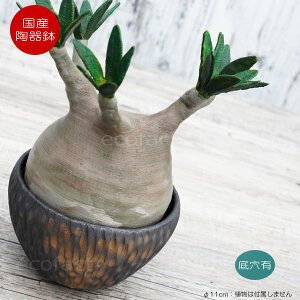 ミニ 観葉植物 おしゃれ プランターの人気商品 通販 価格比較 価格 Com