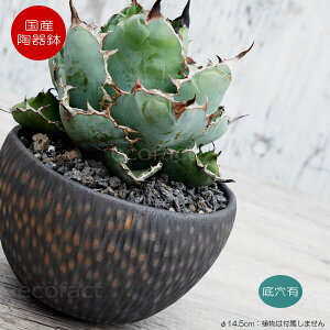 픫 Aؔ ~j|bg ꌊ BUNGA POT J[rO ʁij 14.5cm  킢 v^[ q Lc | ϗtA AKx T{e rU[vc 򍪐A R[f