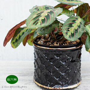 Jo[t[|bg Aؔ  픫 ~j|bg LeBO `FbN ubN S[h 16cm v^[ | ϗtA A MѐA |gK AOIl} J