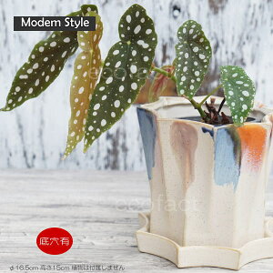 フラワーポット 植木鉢 おしゃれ 陶器鉢 オクタゴンL φ16.5cm ポット 陶器 穴あり プランター 観葉植物 園芸 ガーデニング アグラオネマ カラテア