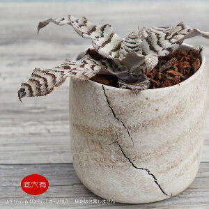 t[|bgAؔ  픫 ~j|bg ꌊ {JnC Xg[ 11cm (10cm) v^[ | ϗtA A MѐA GL]`bNvc