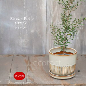 Aؔ  픫 t[|bg ~j|bg ꌊ Streak S AC{[ 12cm v^[ | ϗtA I[W[vc