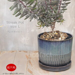 Aؔ  픫 t[|bg ~j|bg ꌊ Streak L OClCr[ 18cm v^[ | ϗtA I[W[vc