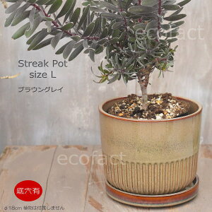 Aؔ  픫 t[|bg ~j|bg ꌊ Streak L uEOC 18cm v^[ | ϗtA I[W[vc