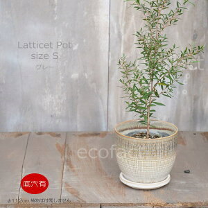 Aؔ  픫 t[|bg ~j|bg ꌊ Lattice S OC 11.2cm v^[ | ϗtA I[W[vc