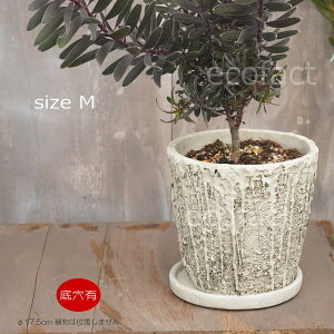 Aؔ  Zg t[|bg ~j|bg ꌊ eB|bgM 17.5cm v^[ | ϗtA I[W[vc