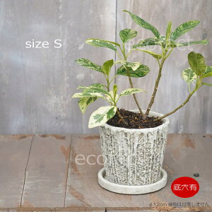 Aؔ  Zg t[|bg ~j|bg ꌊ eB|bgS 12cm v^[ | ϗtA I[W[vc