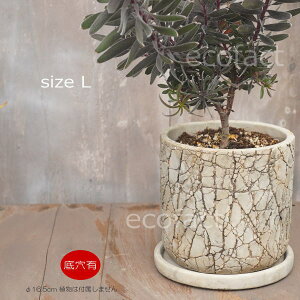 Aؔ  Zg t[|bg ~j|bg ꌊ bVL 16.5cm v^[ | ϗtA I[W[vc