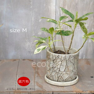 Aؔ  Zg t[|bg ~j|bg ꌊ bVM 12.5cm v^[ | ϗtA I[W[vc
