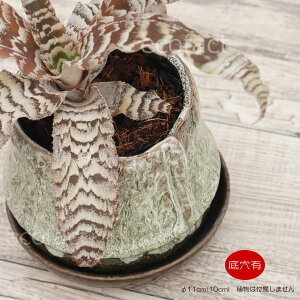 Aؔ  픫 t[|bg ~j|bg ꌊ bN|bg O[ 11cm v^[ | ϗtA A MѐA AbVOC