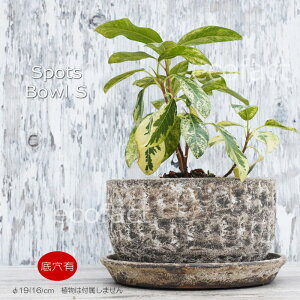 |bg  Aؔ v^[   19cm X|bc{E XgS AbVOC t[x[X ԕr K[fjO |