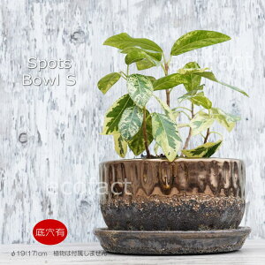 |bg  Aؔ v^[   19 X|bc{E ~bNXM AbVOC t[x[X ԕr K[fjO |