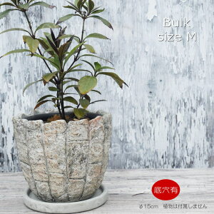 Aؔ  Zg t[|bg ~j|bg ꌊoNM 15cm v^[ | ϗtA I[W[vc