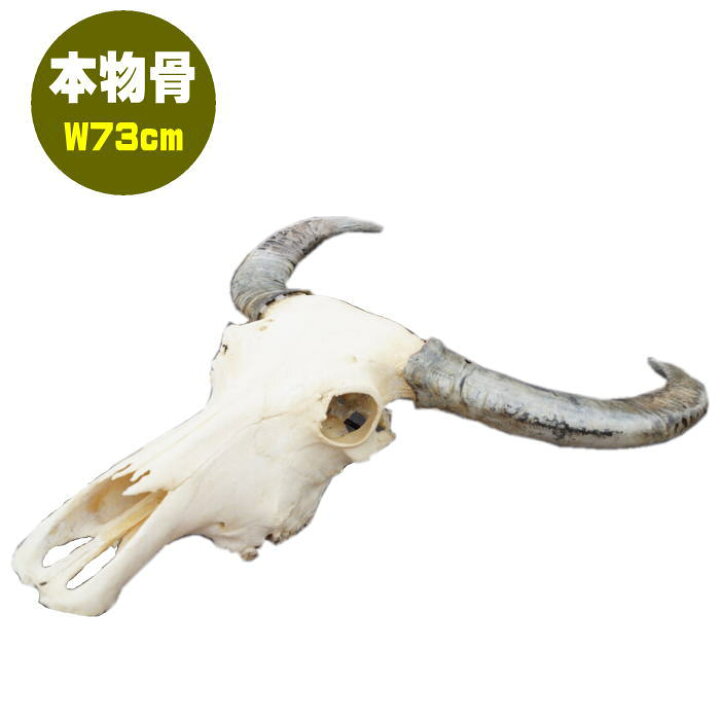 楽天市場】リアル カウスカル ヘッド オブジェ 角大 壁掛け 